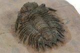 Acanthopyge (Lobopyge) Trilobite - Atchana, Morocco #241211-3